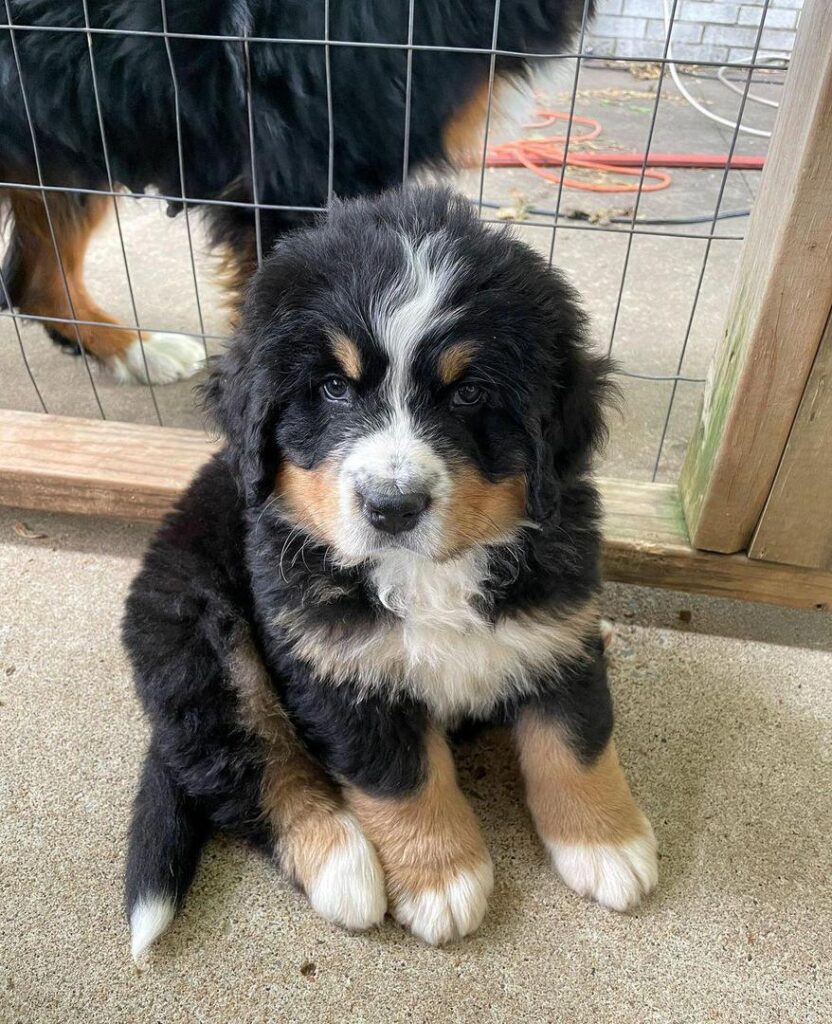 Available puppies