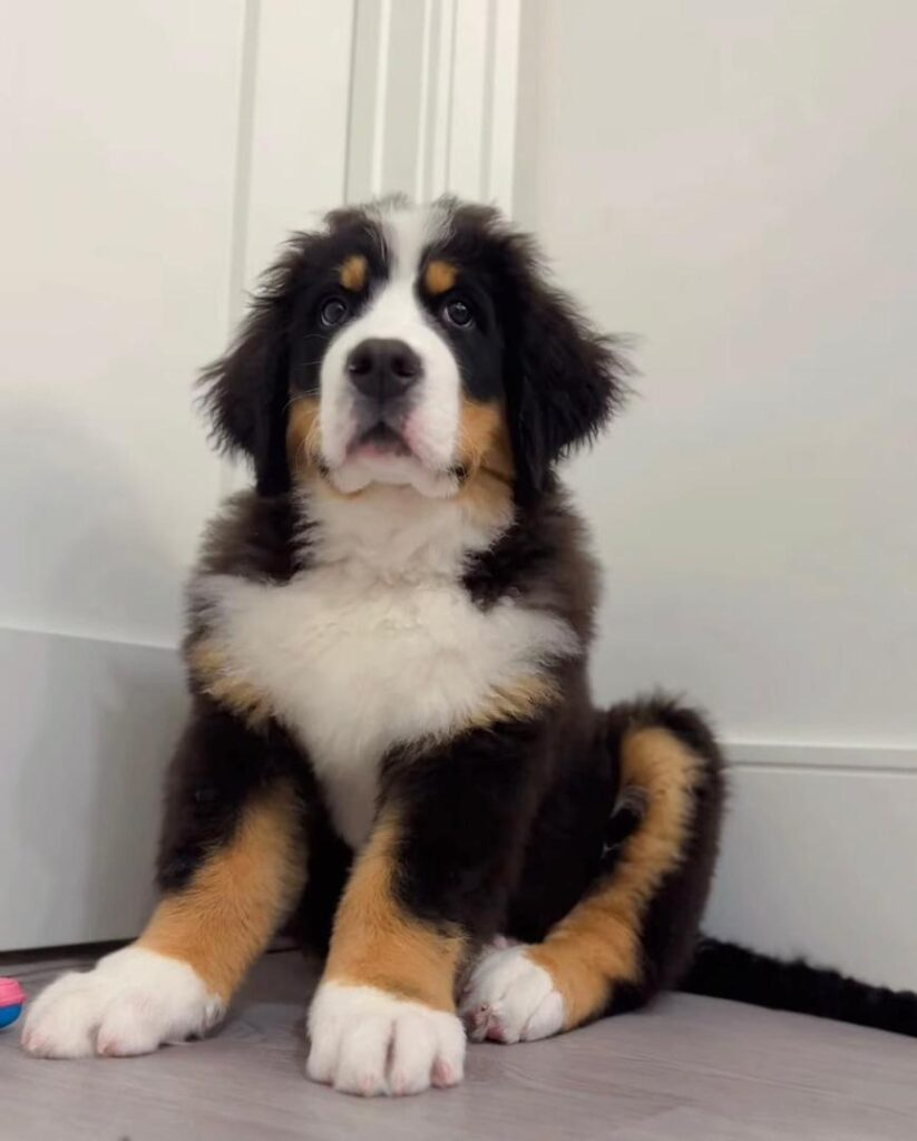 Available puppies