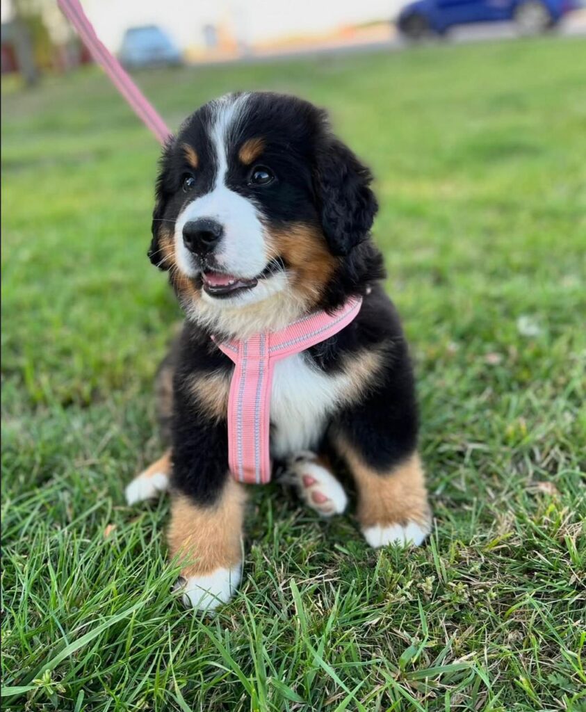 Available puppies