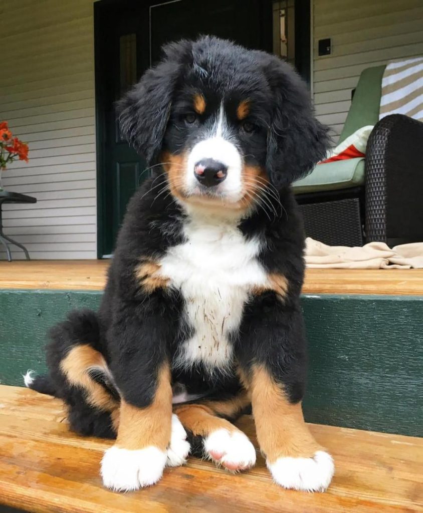 Available puppies