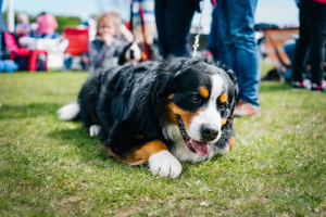 Bernese Mountain Dog exercise outdoor